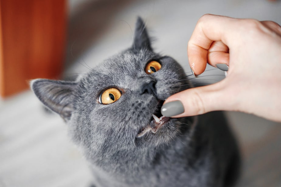 Kediler Wasabi Yiyebilir mi? Bu Baharatlı Macunun Nesi Var?