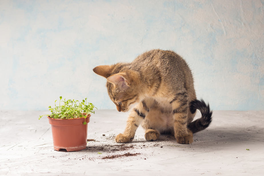Can Cats Eat Chia Grass? Should They Give This Treat A Pass?