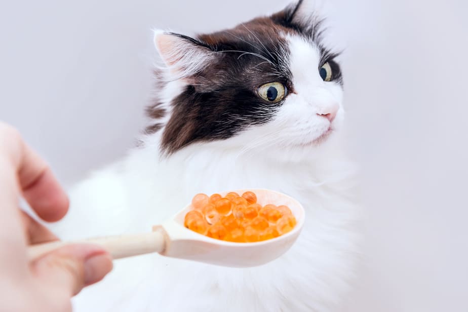 Can Cats Eat Caviar? Does This Food Lift Up Their Mood?