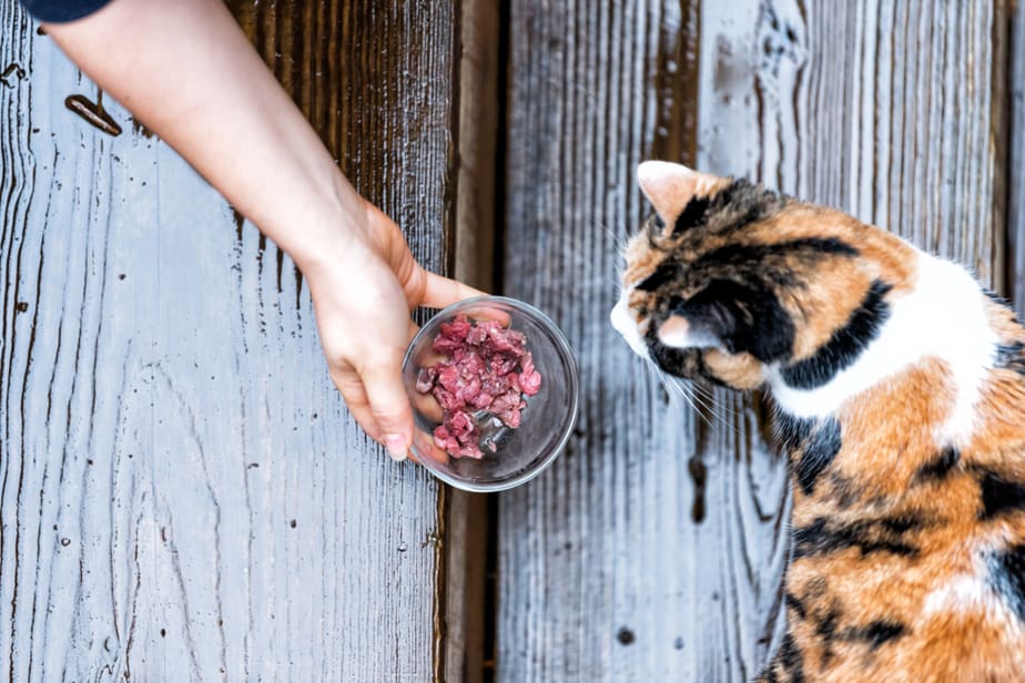 Kediler Kıyma Yiyebilir mi? Bu Tüylü Şefiniz İçin İyi mi?