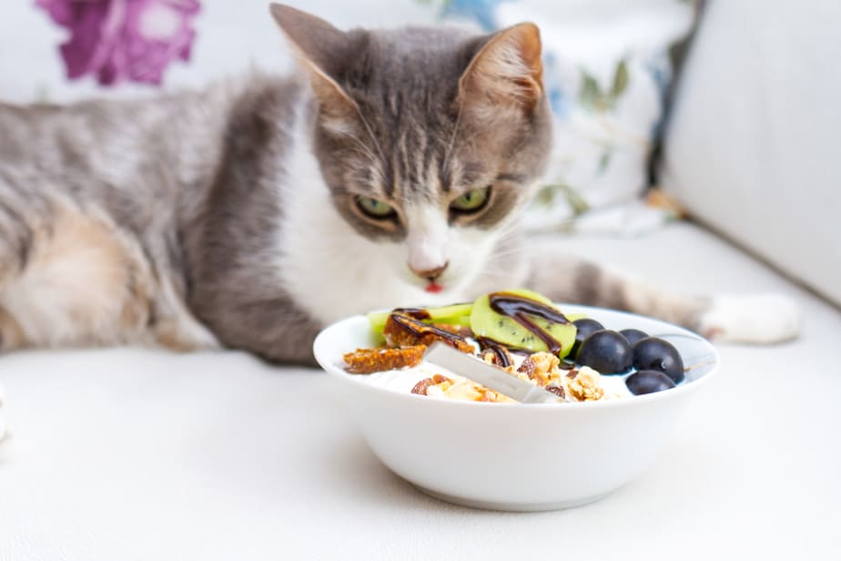 Can Cats Eat Pistachios? Will This Food Appeal To Her Nose?