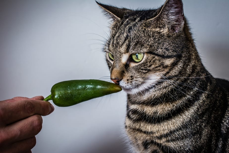 Kediler Jalapenos Yiyebilir mi? Seçici Yiyeniniz İçin Çok mu Baharatlı?