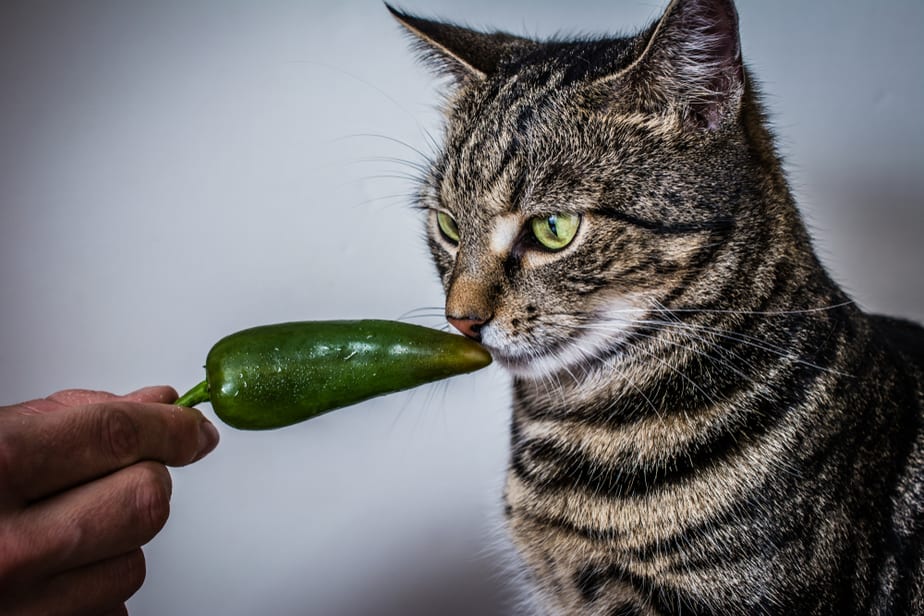 Can Cats Eat Jalapenos? Too Spicy For Your Picky Eater?