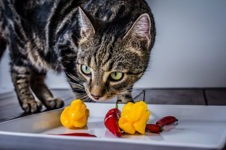 Can Cats Eat Jalapenos? Too Spicy For Your Picky Eater?