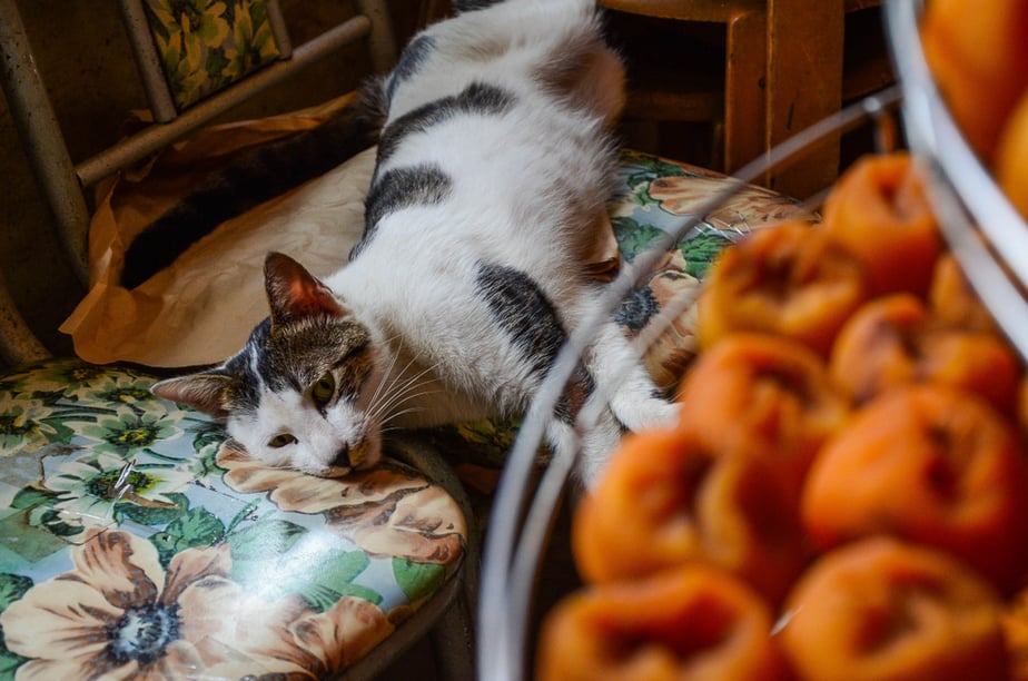 Can Cats Eat Persimmons? Dos And Don'ts Of This Delicious Fruit