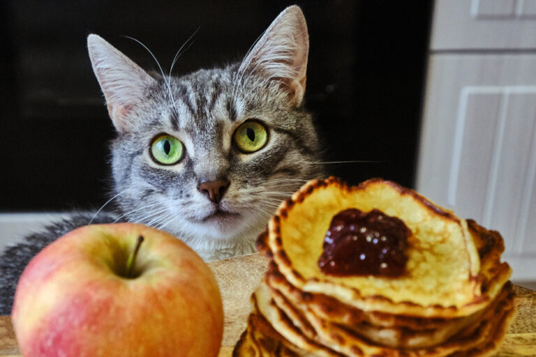 Can Cats Eat Pancakes? Is It Good For Their Sake?