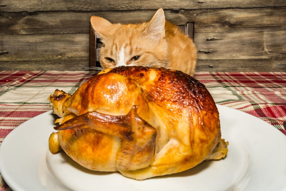 Can Cats Eat Rotisserie Chicken? Should They Chicken Out Or Not?