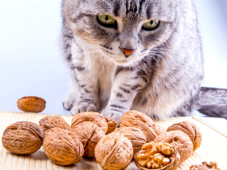 Can Cats Eat Walnuts? Are These Nutty Treats Safe For Your Cat?