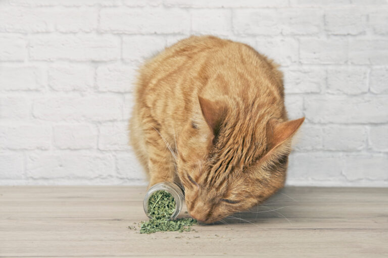 Can Cats Eat Thyme? Is This Herb Beneficial Or Poisonous?