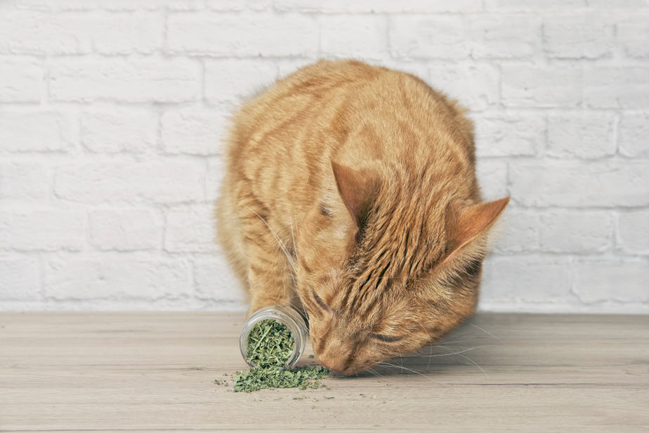 Kediler Kekik Yiyebilir mi? Bu Bitki Yararlı mı Yoksa Zehirli mi?