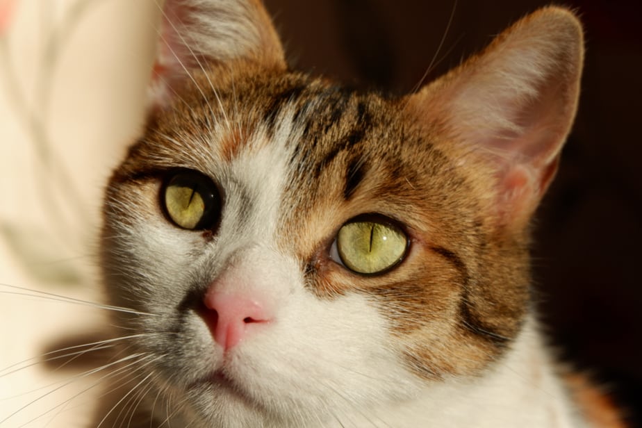 Can Cats Eat Pistachios? Will This Food Appeal To Her Nose?