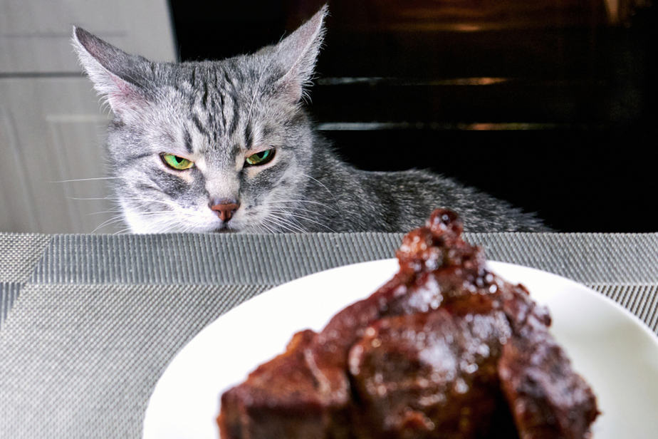 Kediler Barbekü Sosu Yiyebilir mi? İşte Bilmeniz Gerekenler!