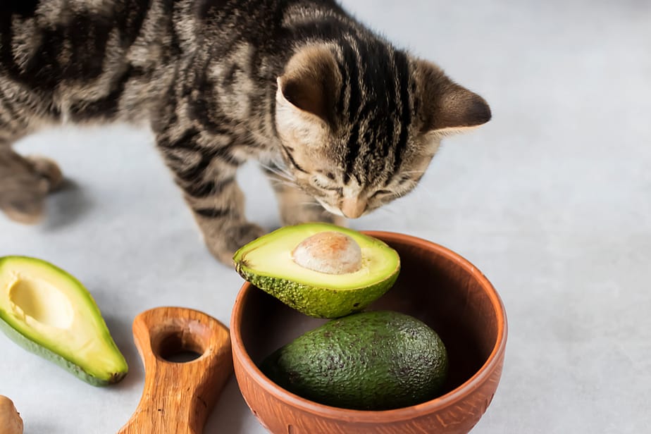 Can Cats Eat Tortilla Chips? Are These Paw-Licking Treats Safe?