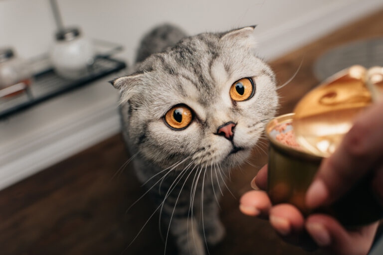 Can Cats Eat Canned Chicken? Is It A Good Or Bad Choice?