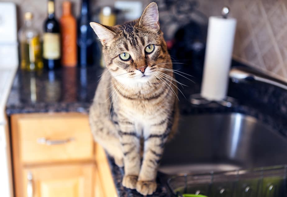 Kediler Ördek Yiyebilir mi? Yoksa Kedinizin Şansı Yok mu?
