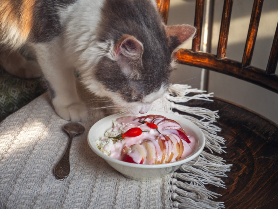 Can Cats Eat Nectarines? Are These SmoothSkinned Fruits Safe?