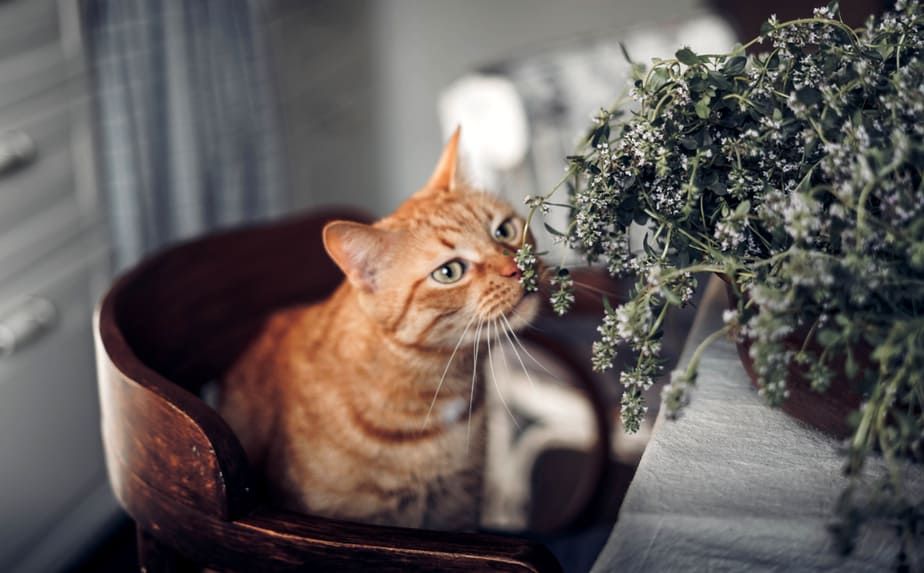 Can Cats Eat Thyme? Is This Herb Beneficial Or Poisonous?
