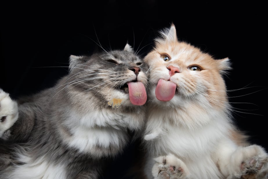Kediler Humus Yiyebilir mi? Bilmeniz Gereken Her Şey!