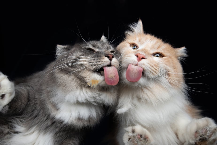 Can Cats Eat Hummus? Everything You Need To Know!