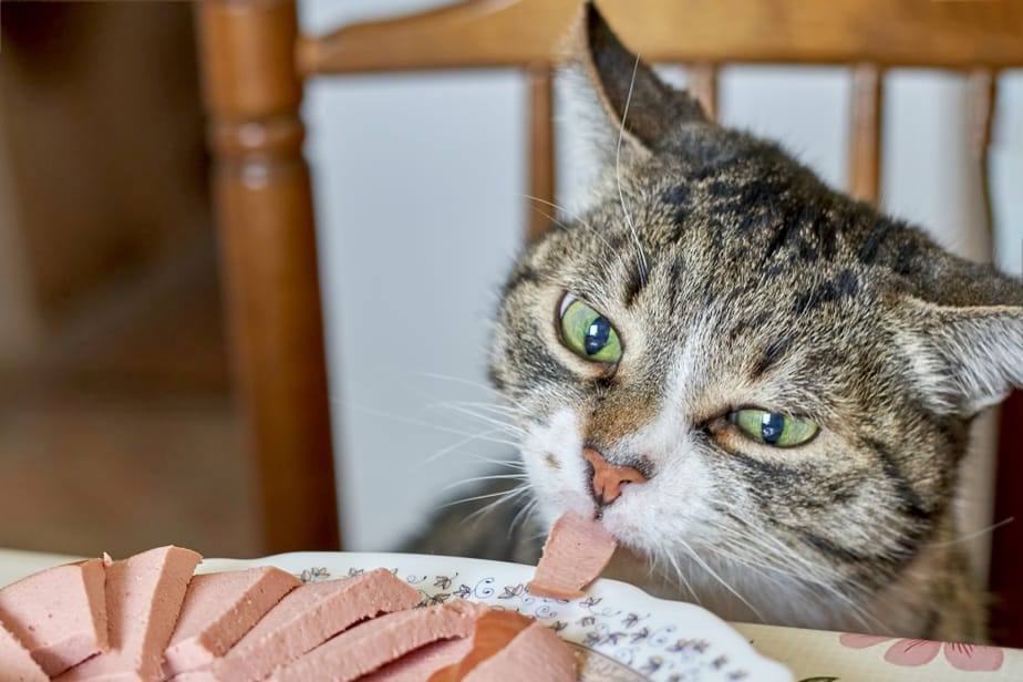 Can Cats Eat Bologna? Is It Safe For Her To Gnaw On?