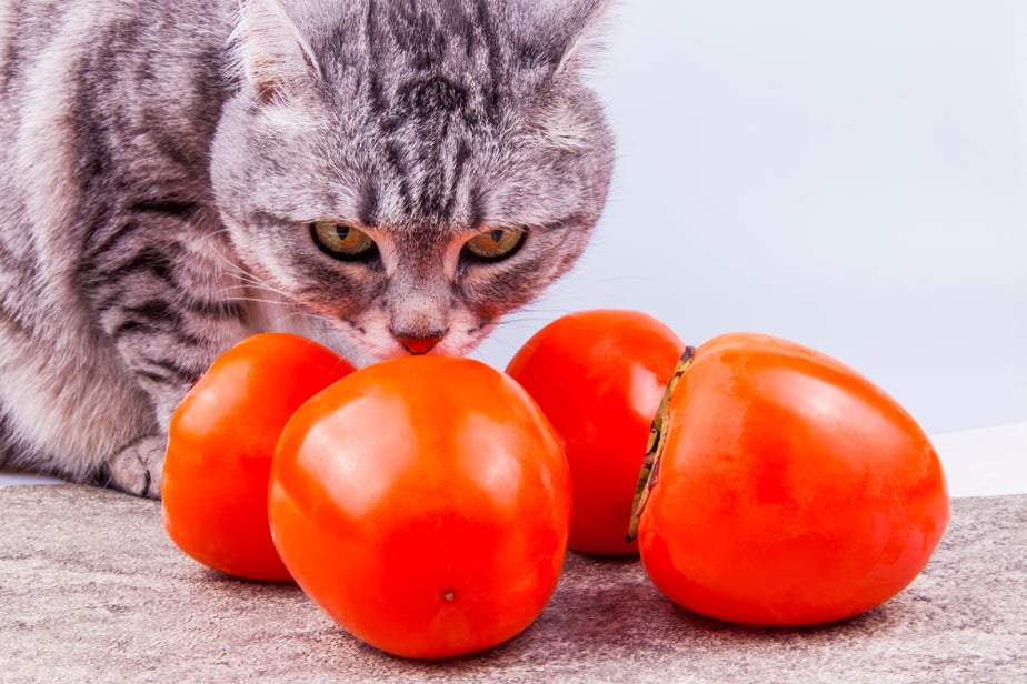 Can Cats Eat Persimmons? Dos And Don'ts Of This Delicious Fruit