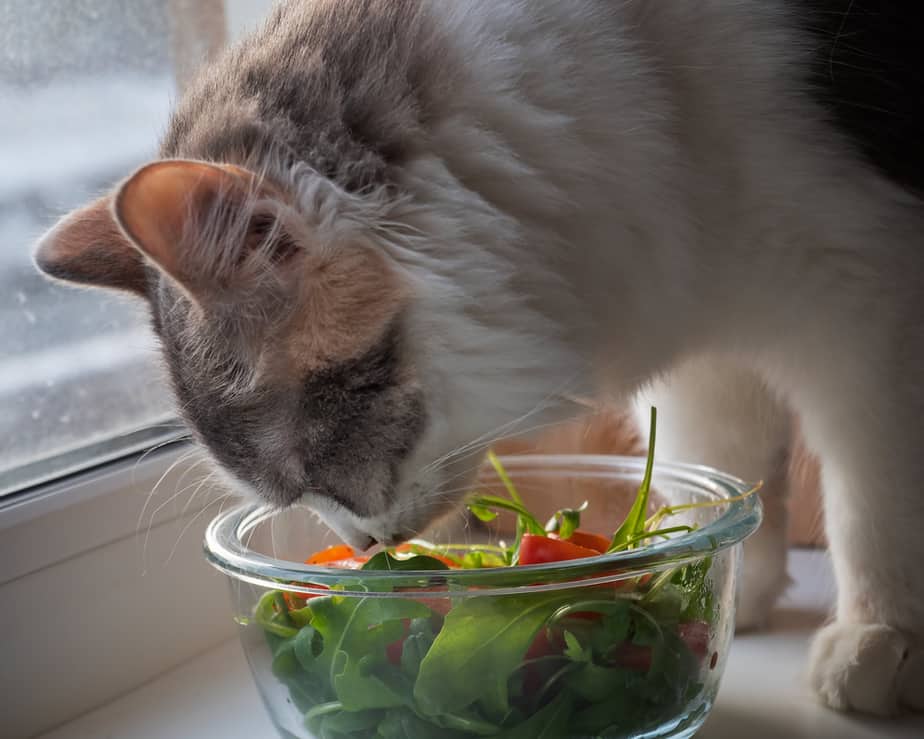 Can Cats Eat Arugula? Not Your Regular Snack, But...