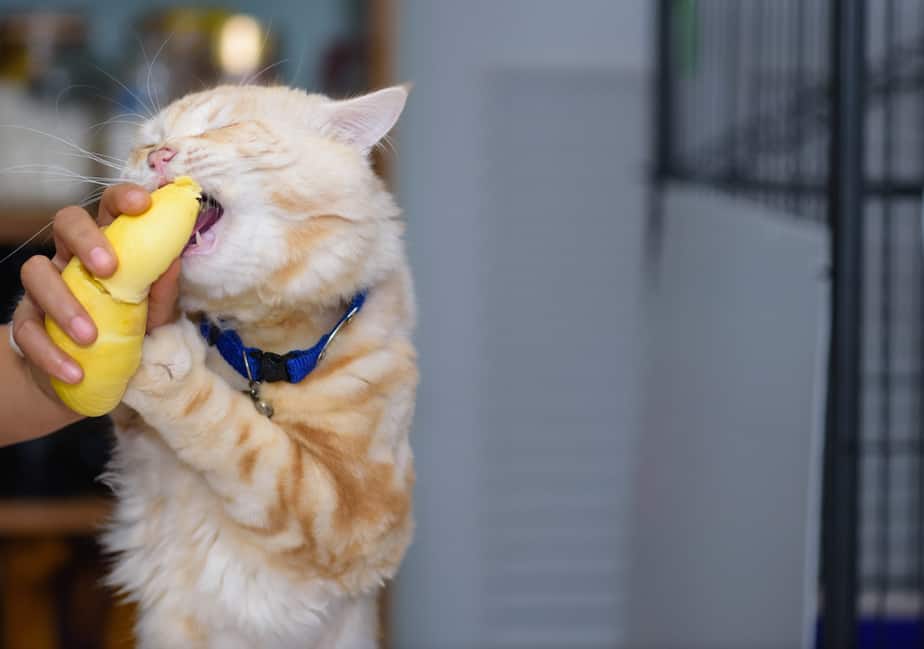 Kediler Durian Yiyebilir mi? Seçici Yiyeniniz İçin Çok mu Kokuyor?