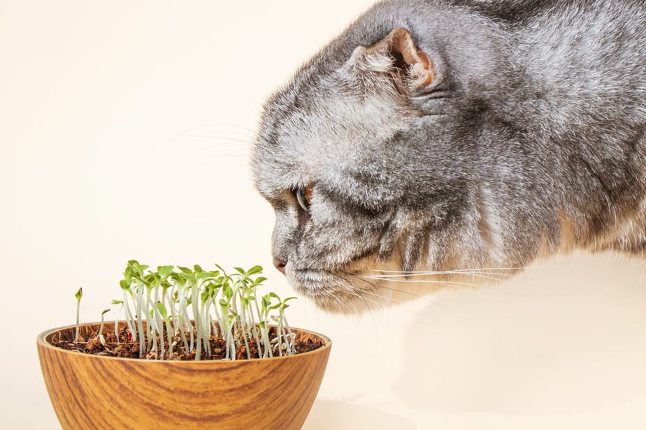 Kediler Fasulye Filizi Yiyebilir mi? Seçici Yiyeniniz İçin Mükemmel Yeşillikler?