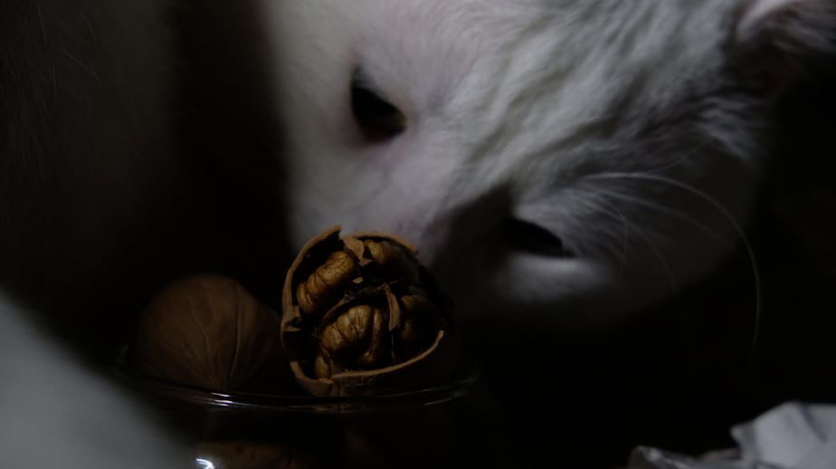 Can Cats Eat Walnuts? Are These Nutty Treats Safe For Your Cat?