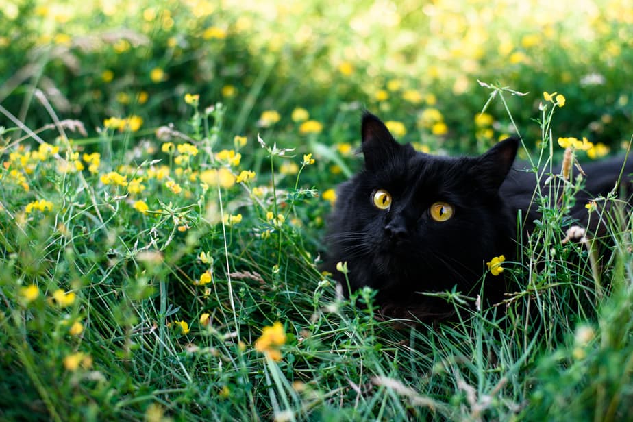 Can Cats Eat Black Beans? Is This Food Good For Her?