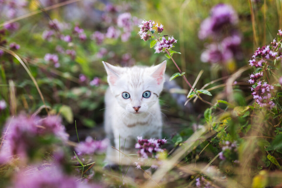 Can Cats Eat Thyme? Is This Herb Beneficial Or Poisonous?