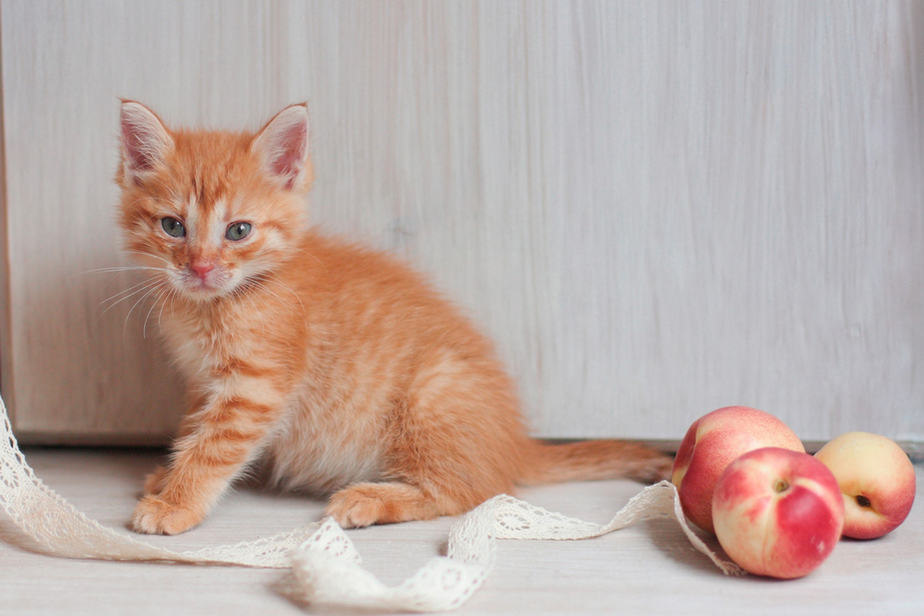 Can Cats Eat Nectarines? Are These SmoothSkinned Fruits Safe?