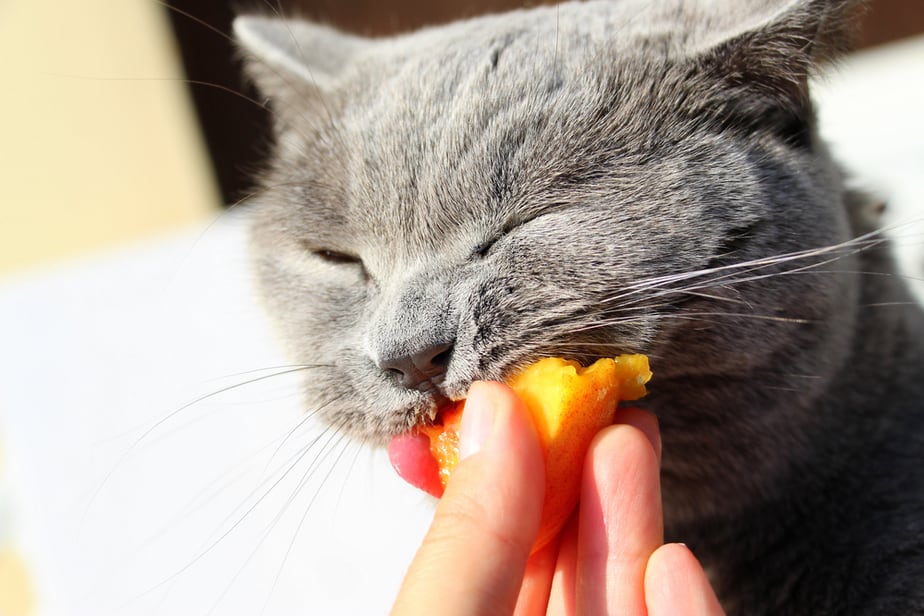 Kediler Nektarin Yiyebilir mi? Bu Pürüzsüz Kabuklu Meyveler Güvenli mi?