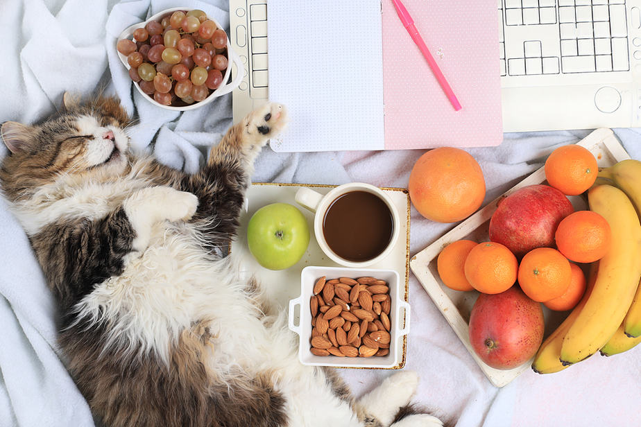 Kediler Jackfruit Yiyebilir mi? Bu Meyve Hakkında Jack'i Tanıyor musunuz?