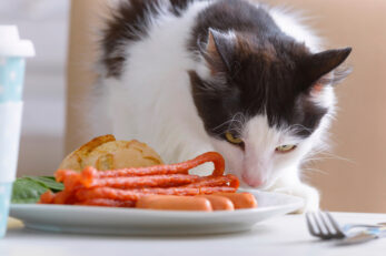 Can Cats Eat Sausage? What's The Wurst Case Scenario?