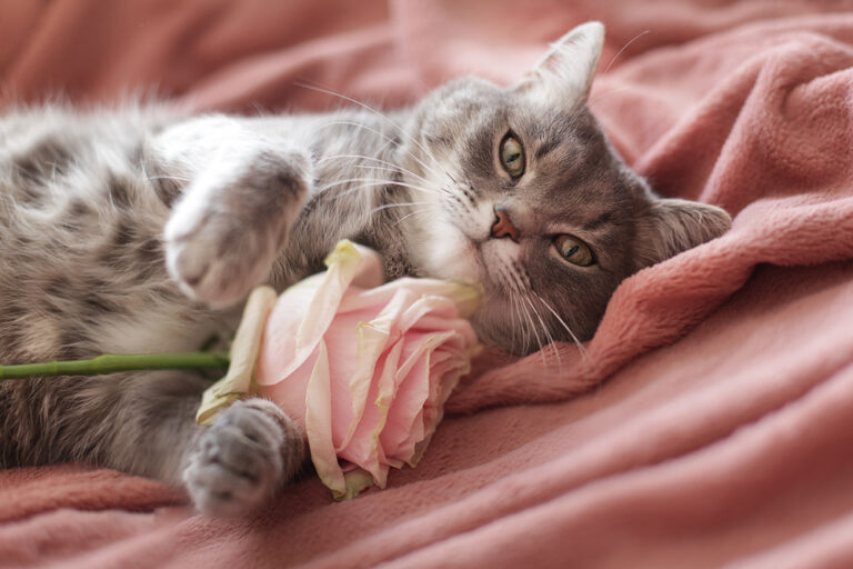 Can Cats Eat Lychee? Should They Aim For This Fruit?