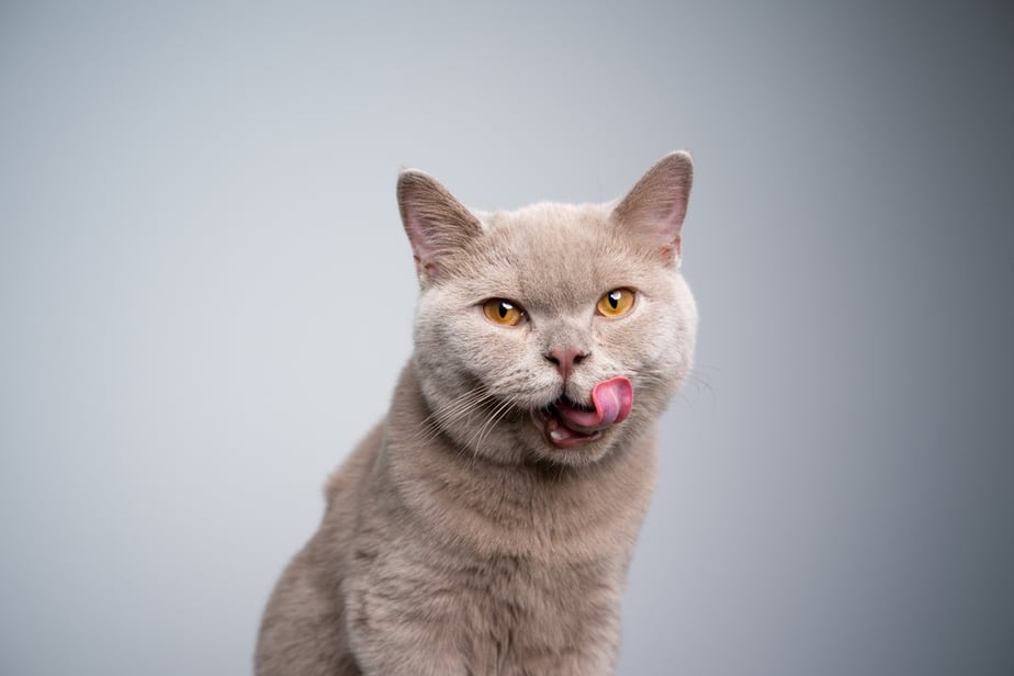 Can Cats Eat Spam? Thumbs Up Or Down?
