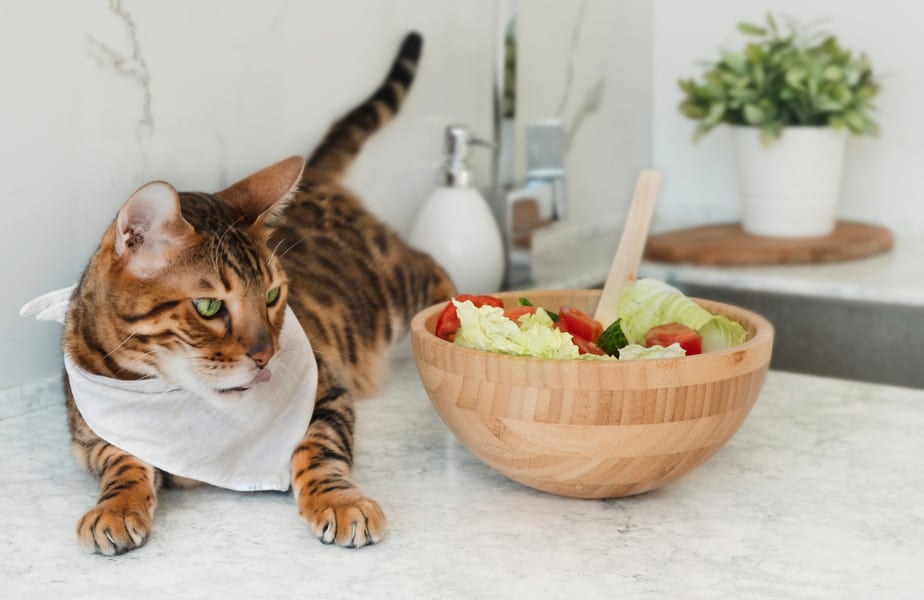 Can Cats Eat Arugula? Not Your Regular Snack, But...