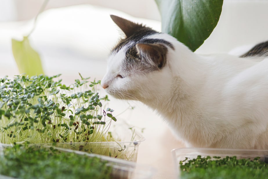 Kediler Fasulye Filizi Yiyebilir mi? Seçici Yiyeniniz İçin Mükemmel Yeşillikler?
