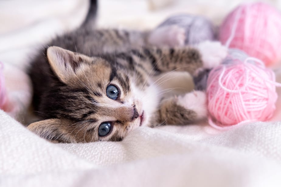 Can Cats Eat Lychee? Should They Aim For This Fruit?