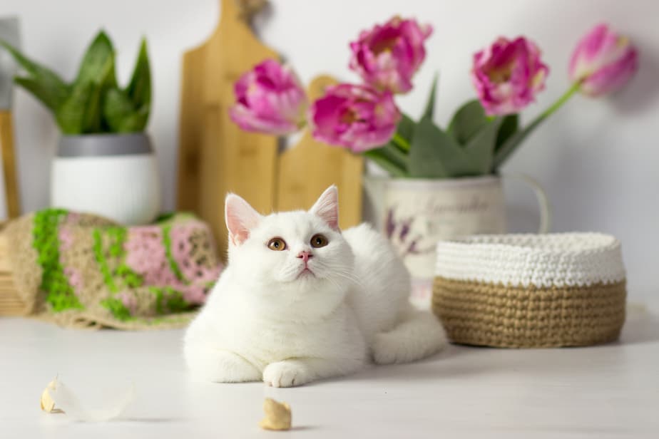 Can Cats Eat Black Beans? Is This Food Good For Her?