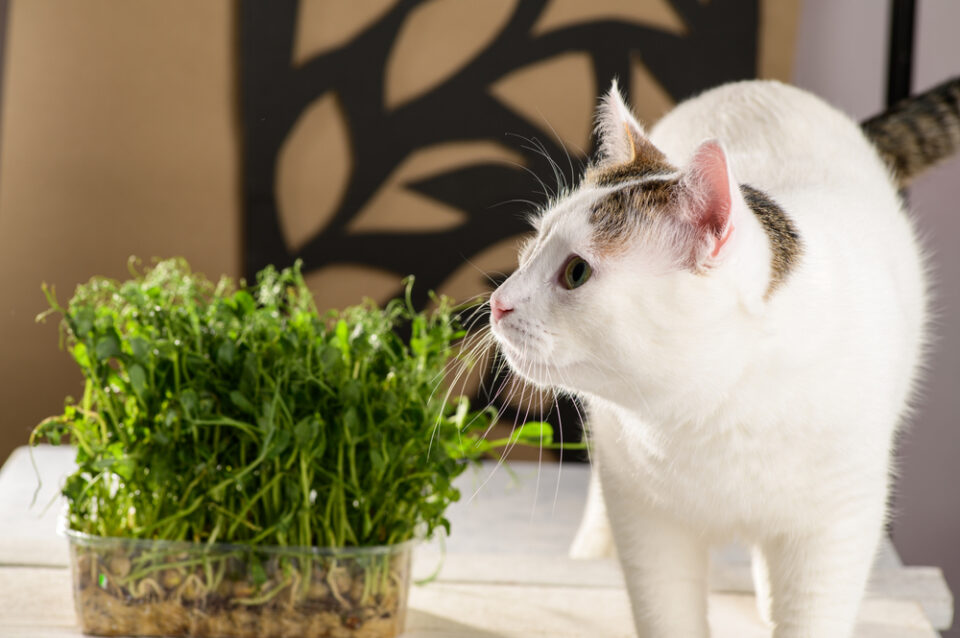 Can Cats Eat Chia Grass? Should They Give This Treat A Pass?