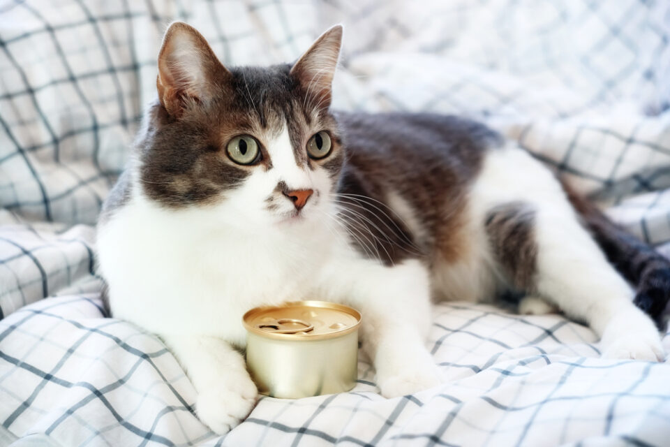 Can Cats Eat Canned Chicken? Is It A Good Or Bad Choice?