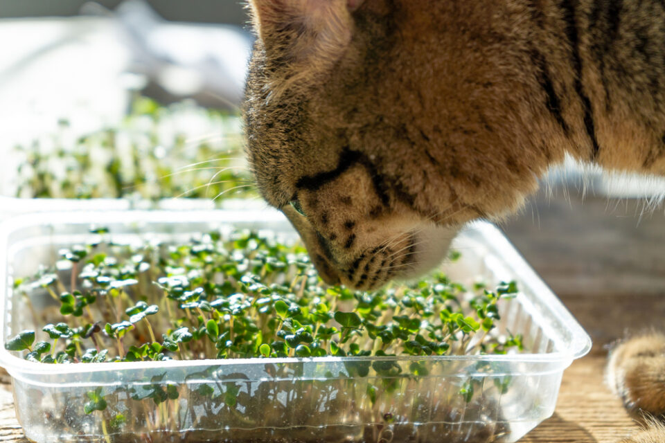 Can Cats Eat Chia Grass? Should They Give This Treat A Pass?