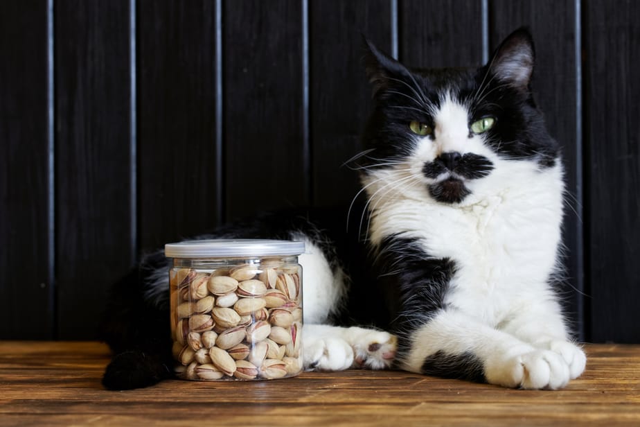 Kediler Antep Fıstığı Yiyebilir mi? Bu Yiyecek Burnuna Hitap Edecek mi?