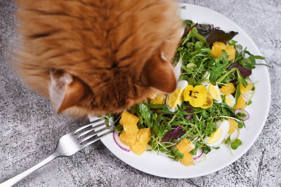 Can Cats Eat Arugula? Not Your Regular Snack, But...