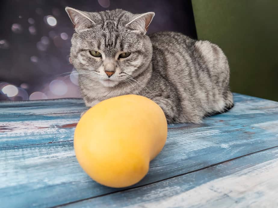 Kediler Mango Yiyebilir mi? Bu Tropikal Çekirdekli Meyve Kediler İçin Güvenli mi?