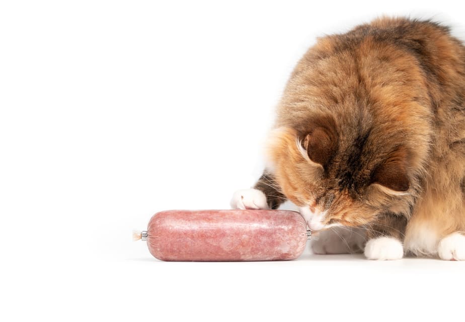 Kediler Bologna Yiyebilir mi? Kemirmesi Güvenli mi?