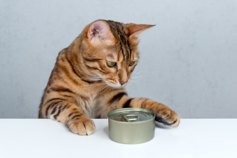 Can Cats Eat Canned Chicken? Is It A Good Or Bad Choice?