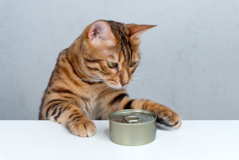 is canned chicken bad for cats